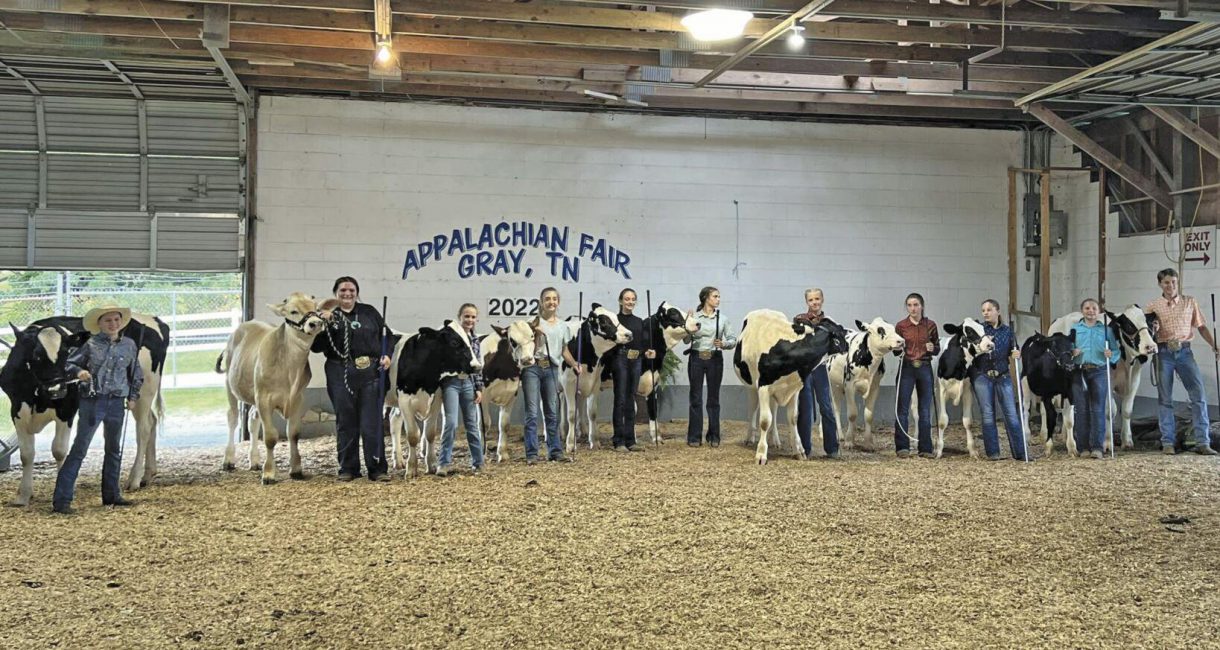 4-H Dairy Steer Program offers an opportunity to learn from the bottle calve up