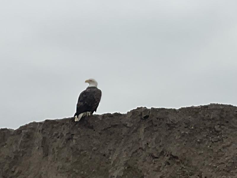 Eagle Presents Unique Opportunity to Reflect