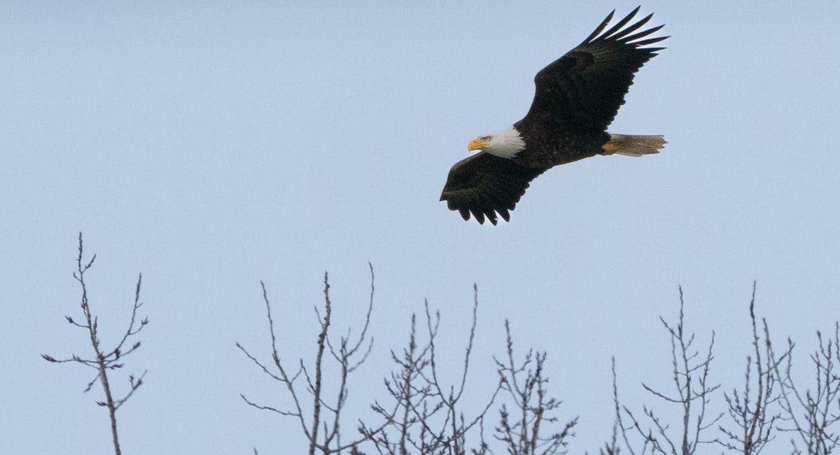 Tour gives opportunity to see bald eagles at DTE power plant