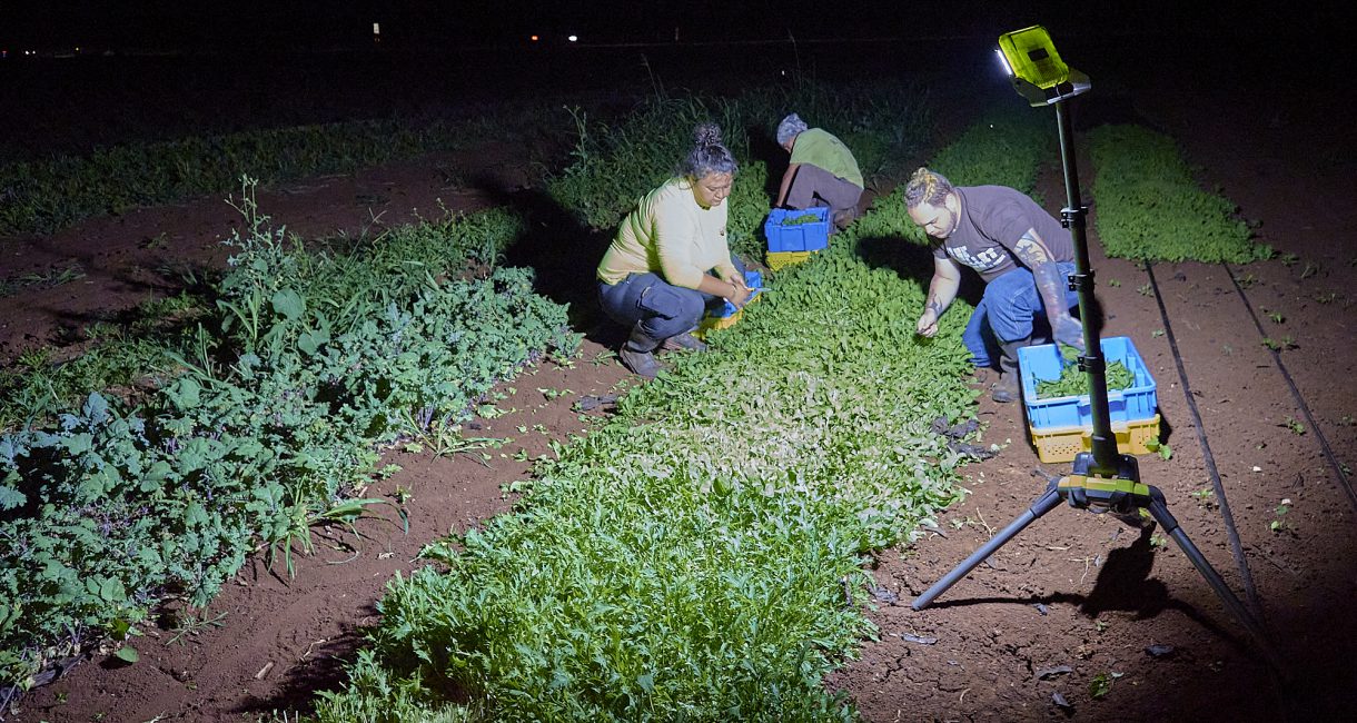 Subsistence Or Business? More Local Producers Will Need To Bite The Bullet On Food Safety As Demand Grows