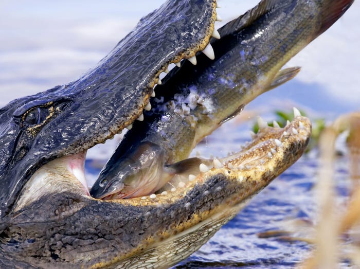 Scientists are modifying catfish with alligator DNA to create hybrids for human consumption