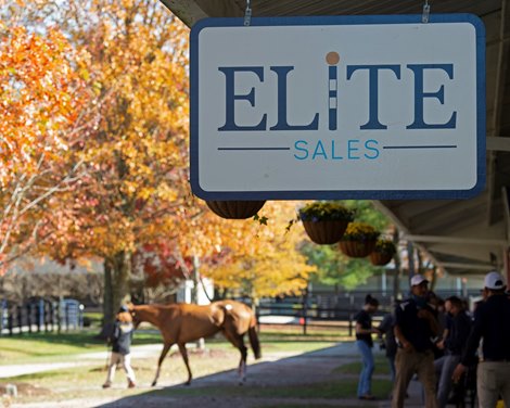 ELiTE Sales To Enter Yearling Consignment Business