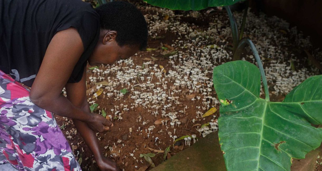 Dearth of Wild Mushrooms Becomes an Opportunity for Farmers