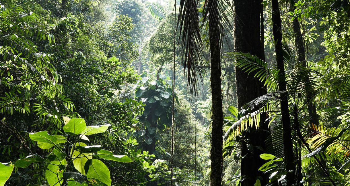 5 ways businesses can implement the new Global Biodiversity Framework