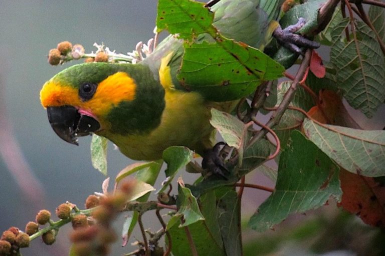 Biodiversity credits: An opportunity to create a new crediting framework (commentary)
