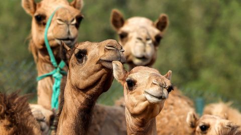 Why camel cloning is big business in Dubai