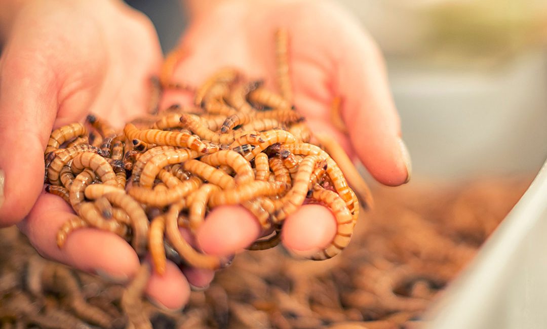 Russia: Insect manufacturers see opportunity in pet food sector