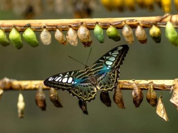 Interoperability’s Role in Creating a Successful Digital Transformation Strategy